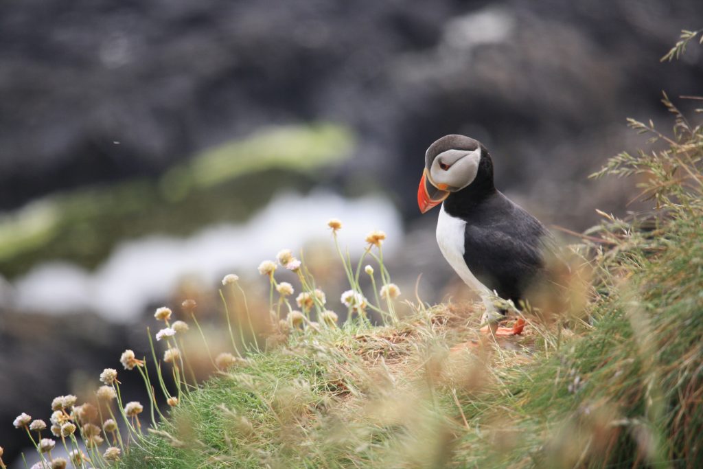 Puffin in a field - is seattle humid - witandfolly.co