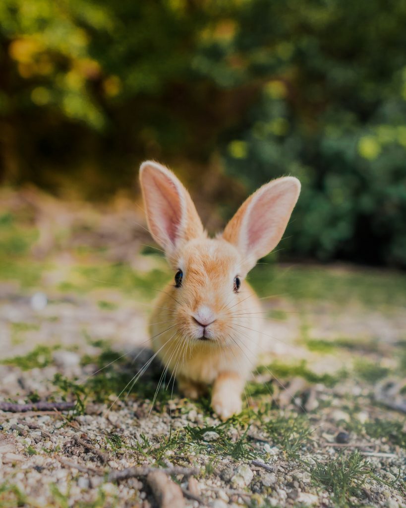 Bunny on bunny island japan - witandfolly.co