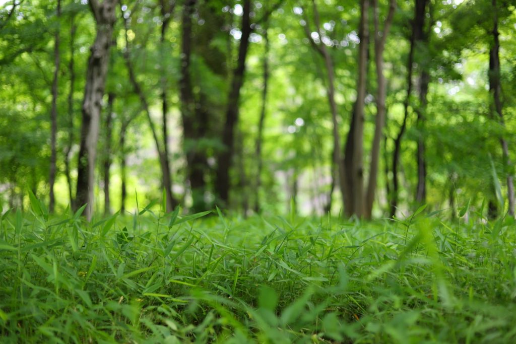 Forest-Image-witandfolly.co_