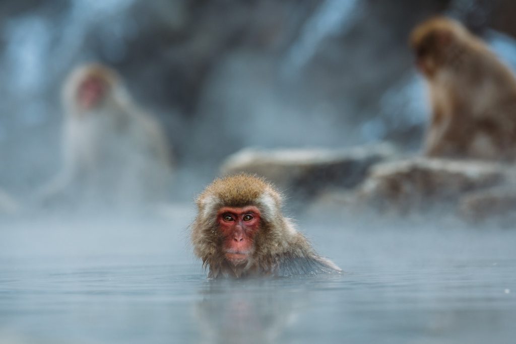 Hot Spring Monkey Image #1 - witandfolly.co