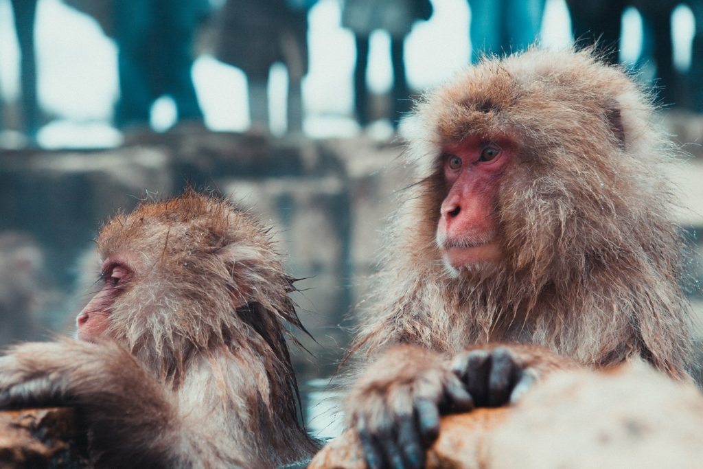 Hot Spring Monkey Image #2 - witandfolly.co