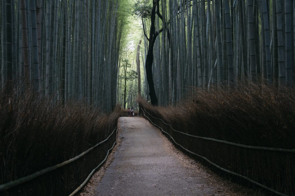 picture of arashiyama bamboo forest in landscape perspective