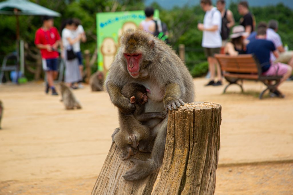 monkey in arashiyama monkey park