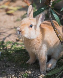 rabbit on rabbit island in japan