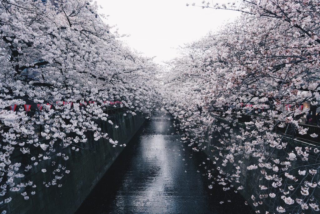 picture of cherry blossoms along a river