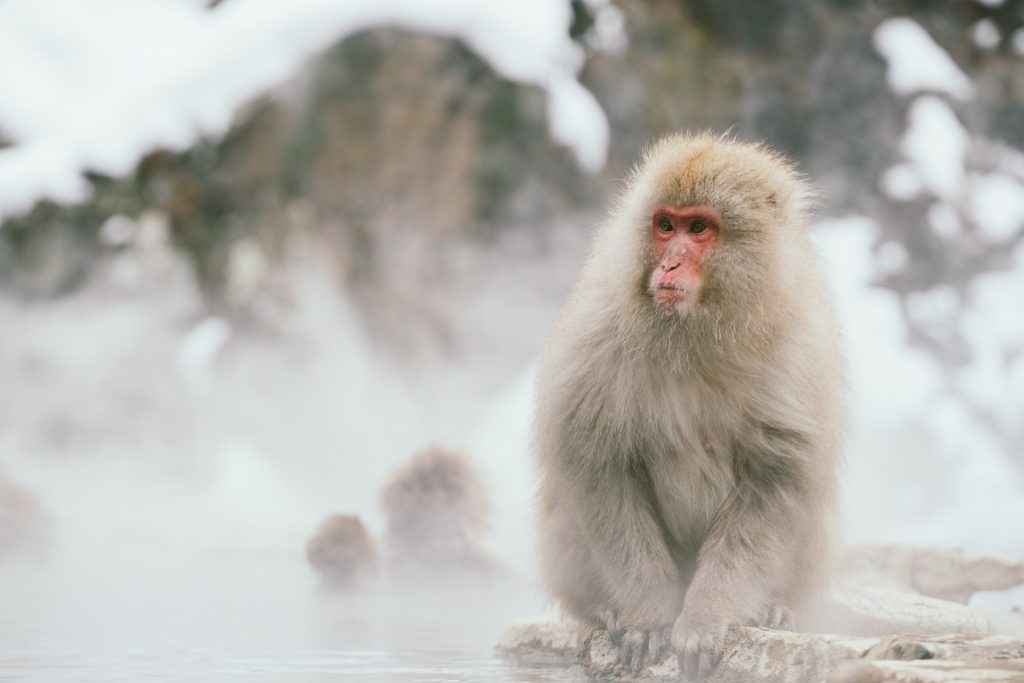 monkey near hot spring in japan