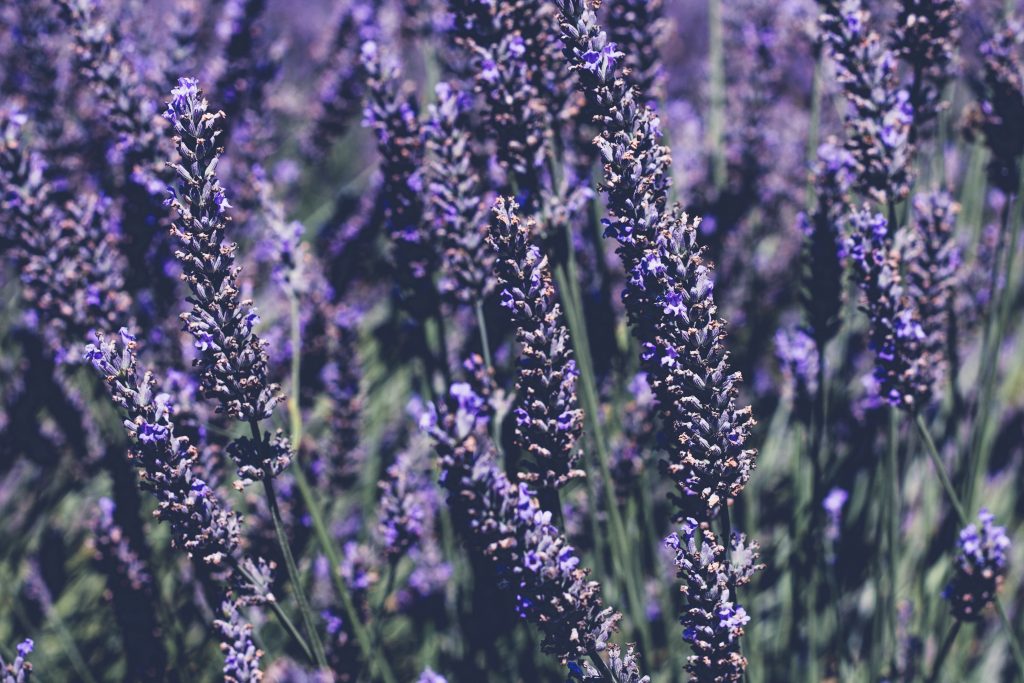 lavender upclose