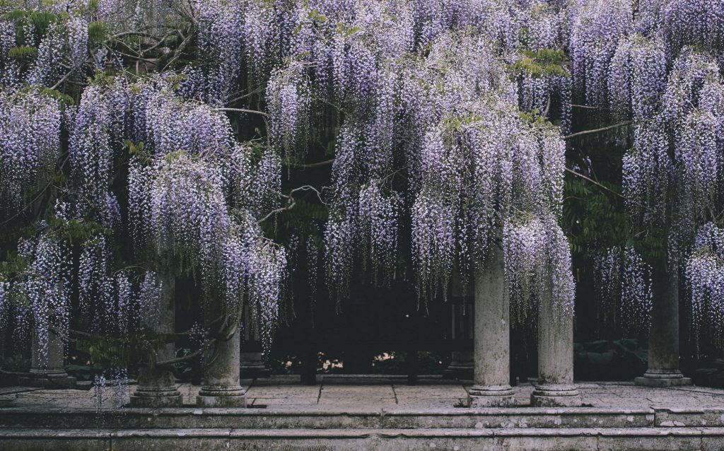 wisteria trees