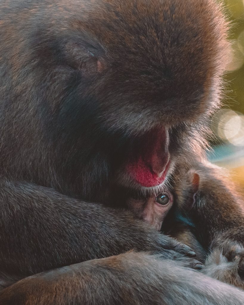 Mother Monkey with Baby Monkey