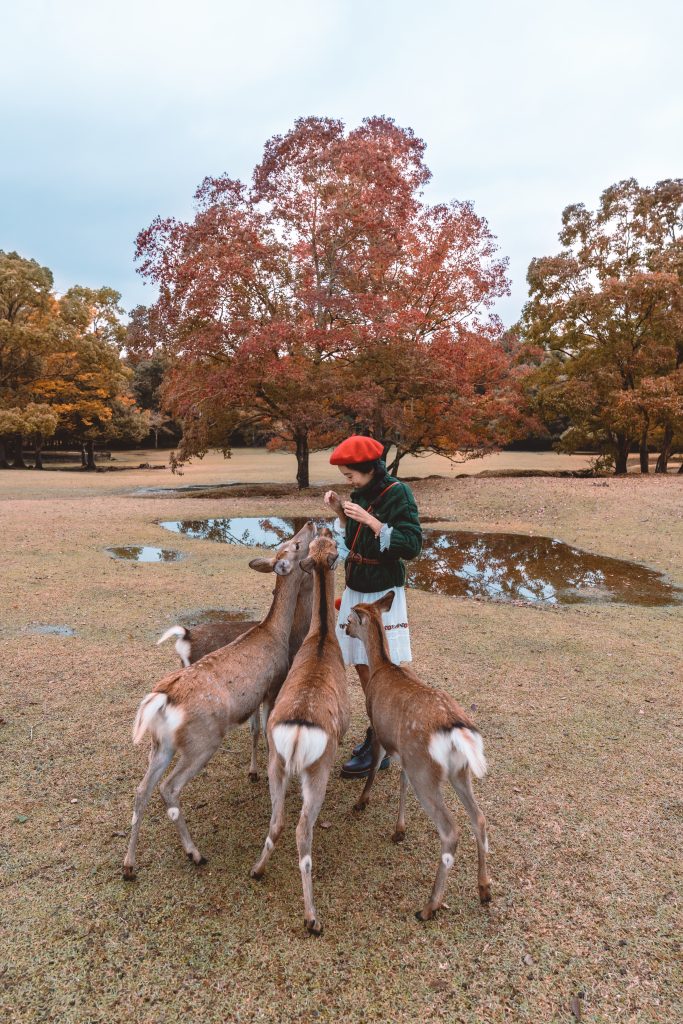 girl feeding deer in Nara park