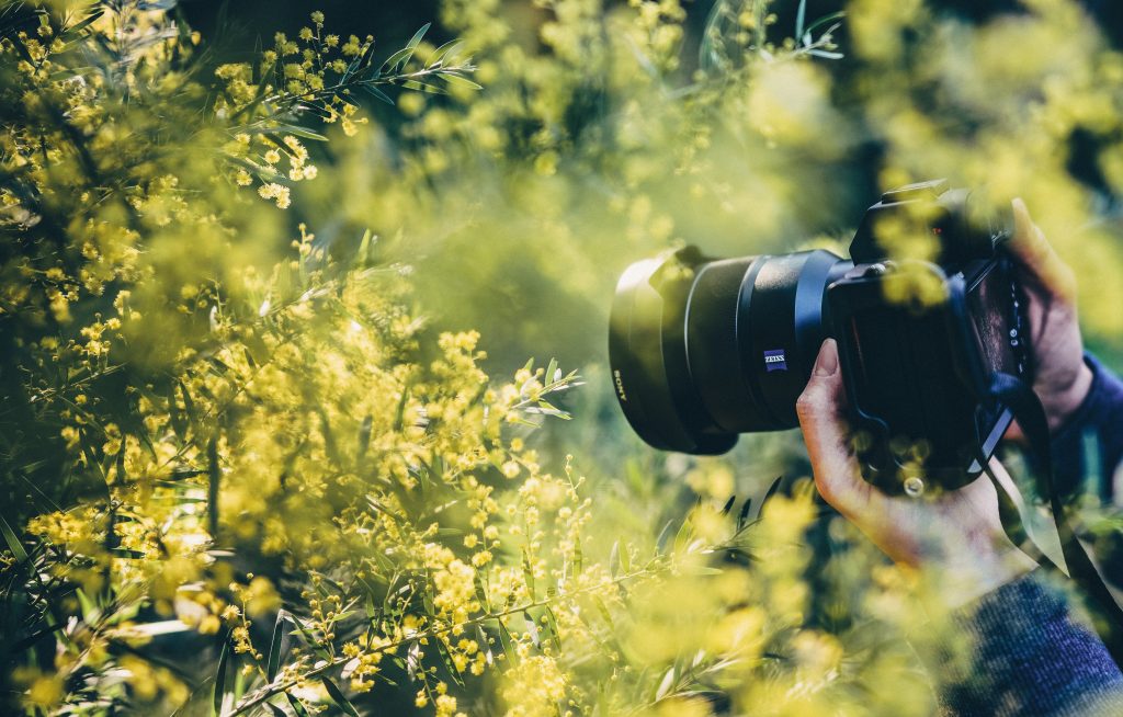 camera in yellow flowers