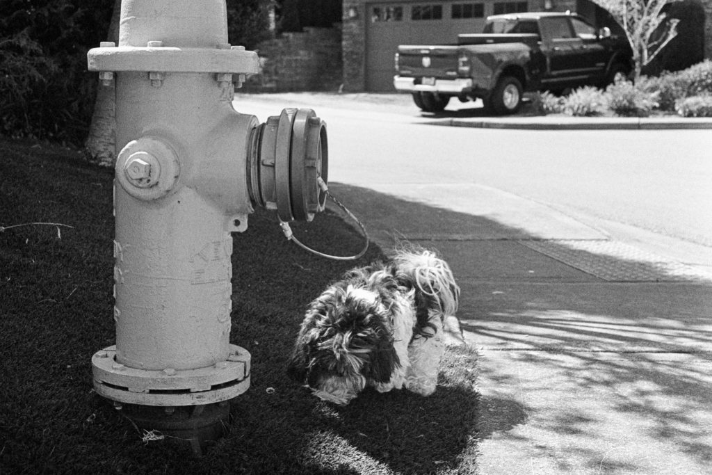 image of dog near fire hydrant in black and white