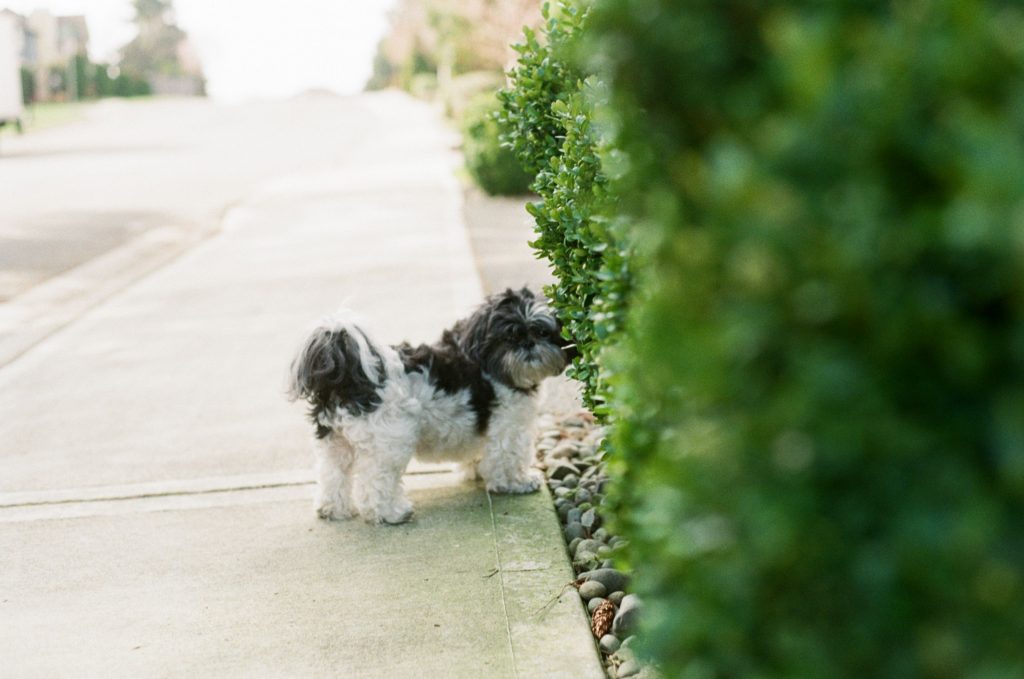 image of dog in front of green bush