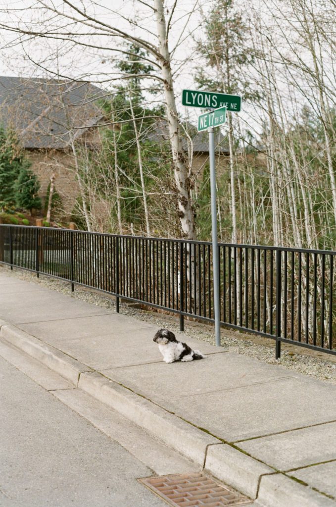 dog in front of street sign