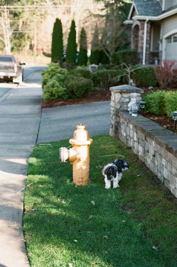 dog in front of fire hydrant