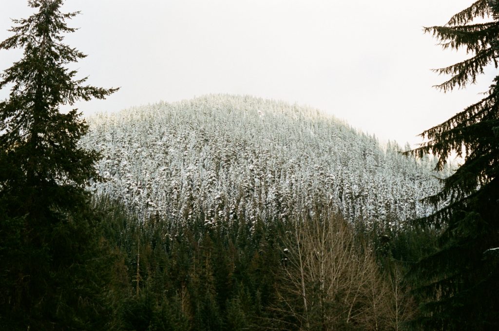 image of mountains framed by trees