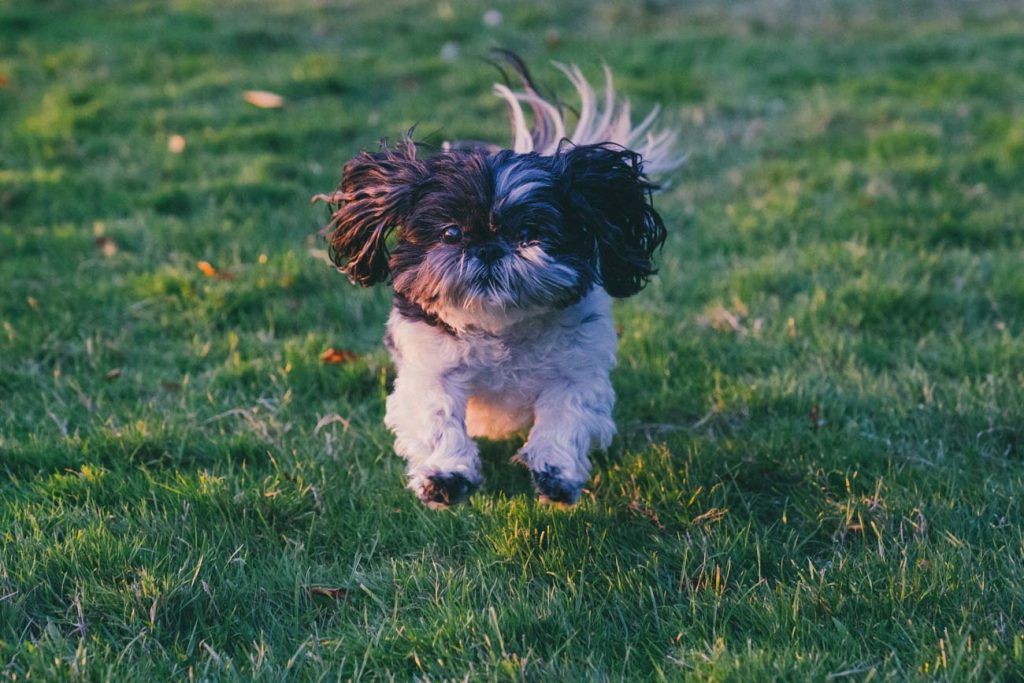 image of dog running through the grass