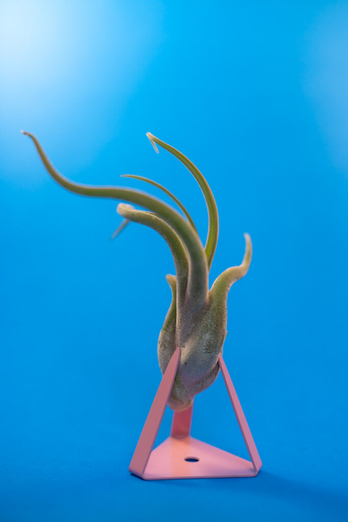 image of air plant on pink stand in front of blue background