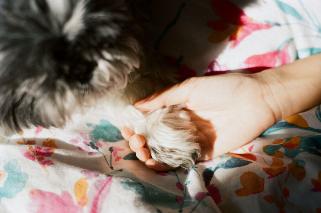 image of a person holding the paws of a dog