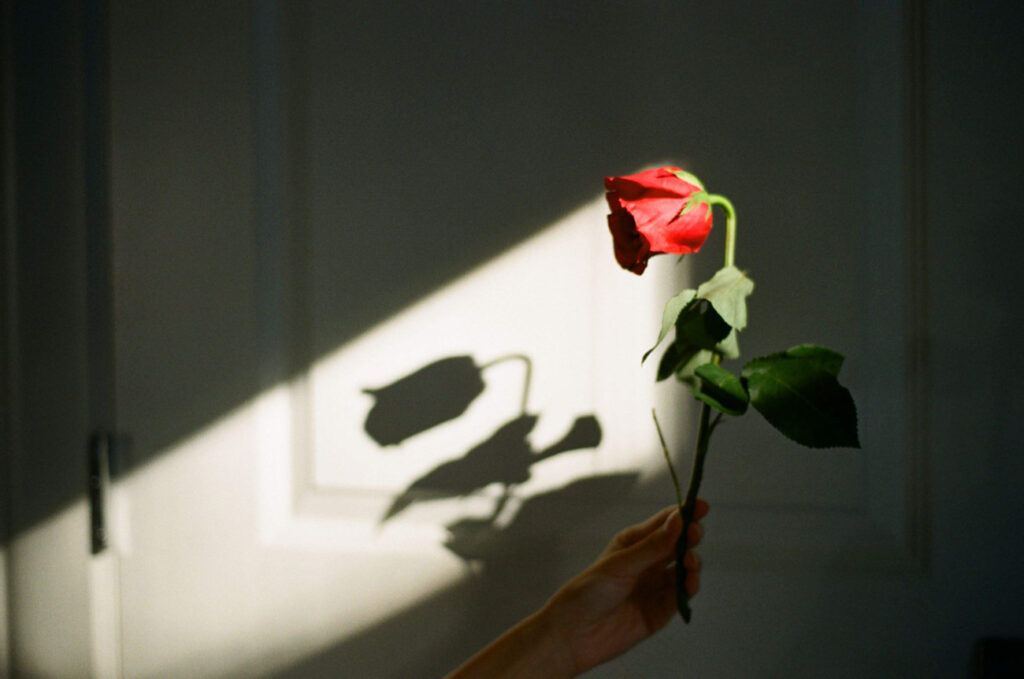 image of a rose in the shadows