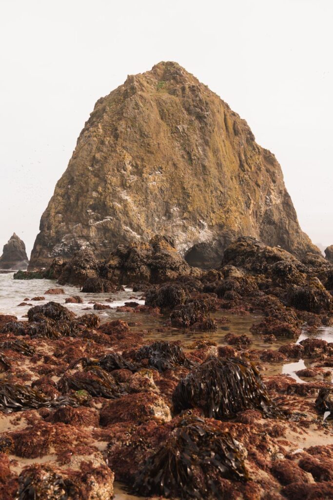 image of marine gardens in front of haystack rock cannon beach