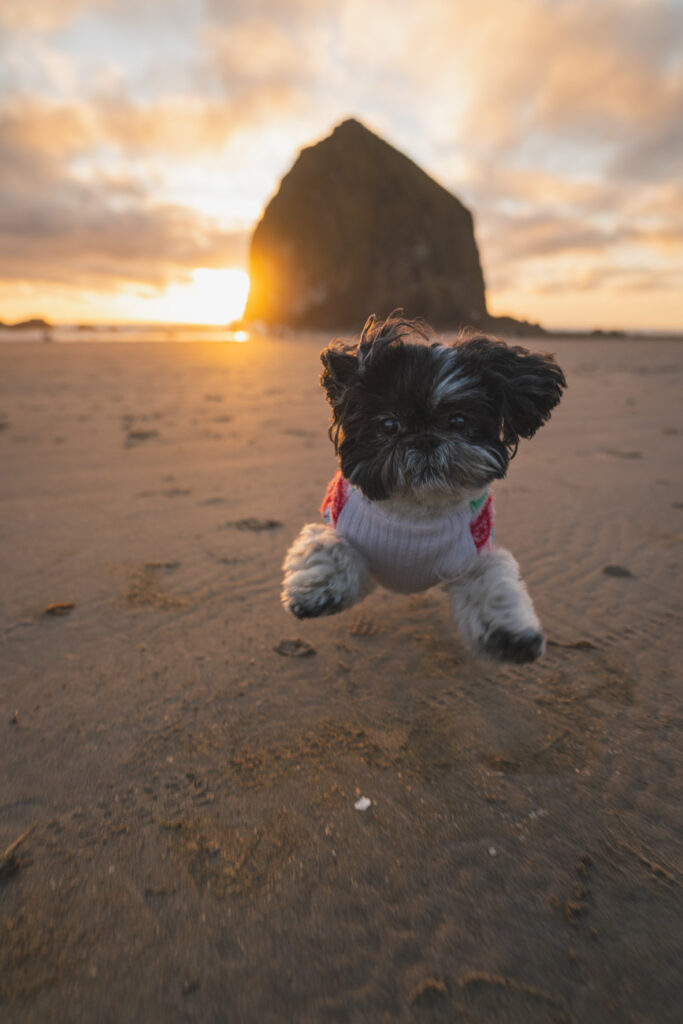 image of shihtzu running on cannon beach