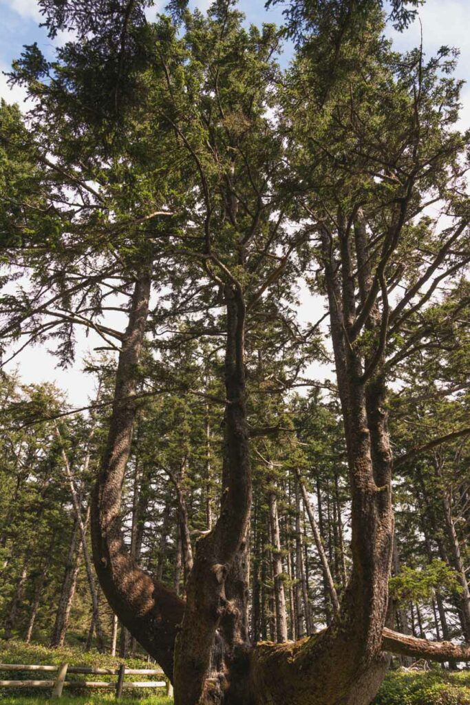 image of the octopus tree in oregon