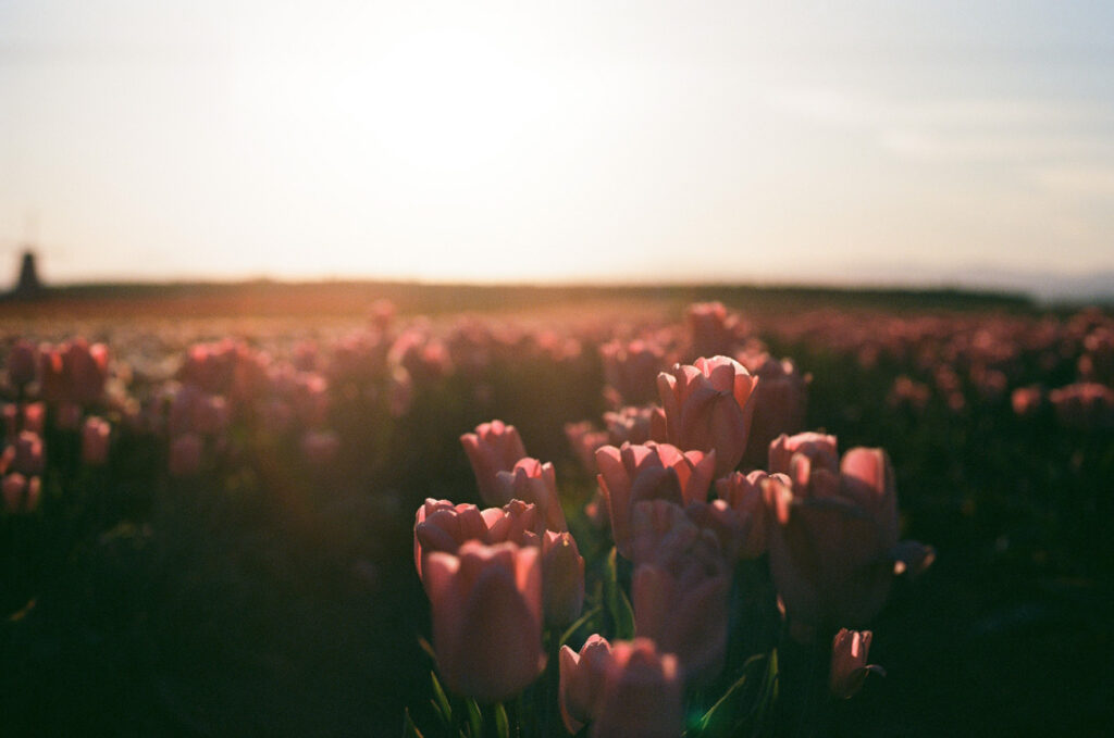 image of tulips under the setting sun