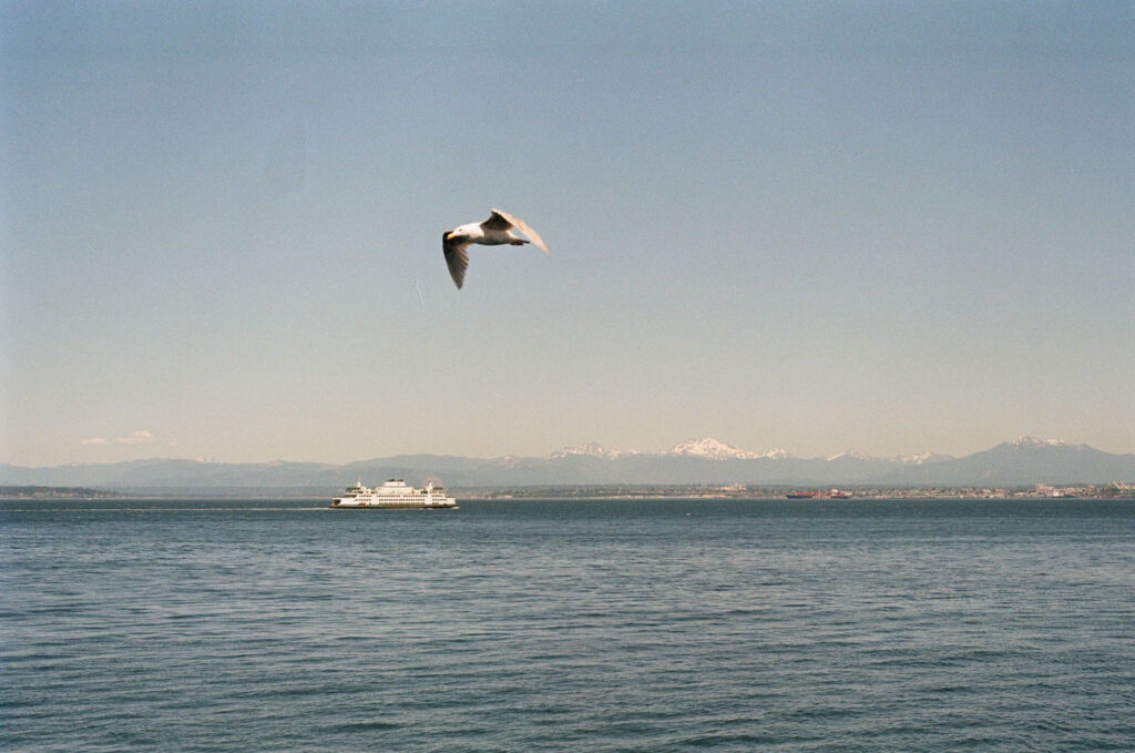 image of seagull flying with ferry in the background