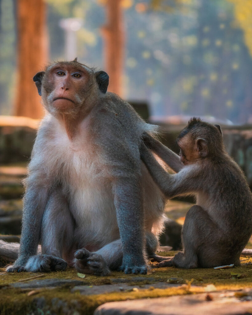 image of two monkeys in cambodia