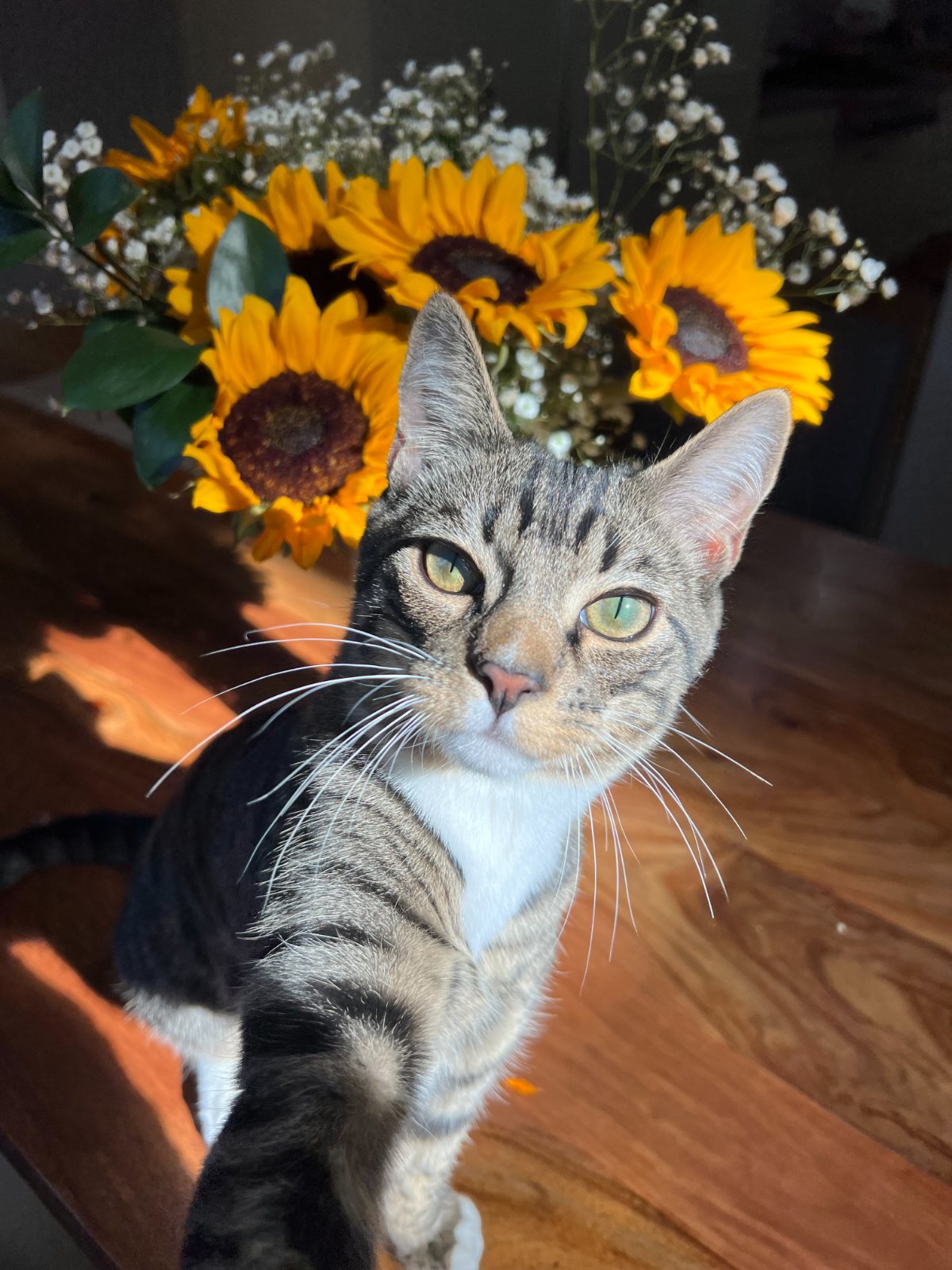 Boba the cat in front of a vase of sunflowers